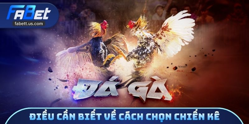 Điều cần biết về cách chọn chiến kê