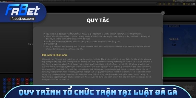 Quy trình tổ chức trận tại luật đá gà