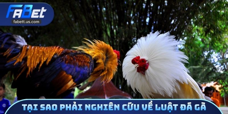 Tại sao phải nghiên cứu về luật đá gà